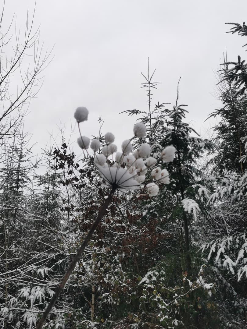 A snow-covered seed head against a winter woodland