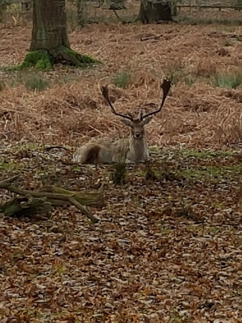 A deer resting in autumn woodland leaves