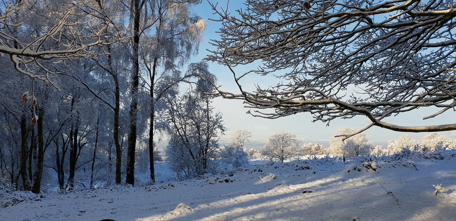 Frost-covered trees over a misty Cheshire valley