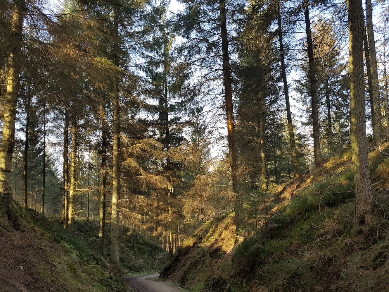 A sunlit path through a Cheshire pine forest