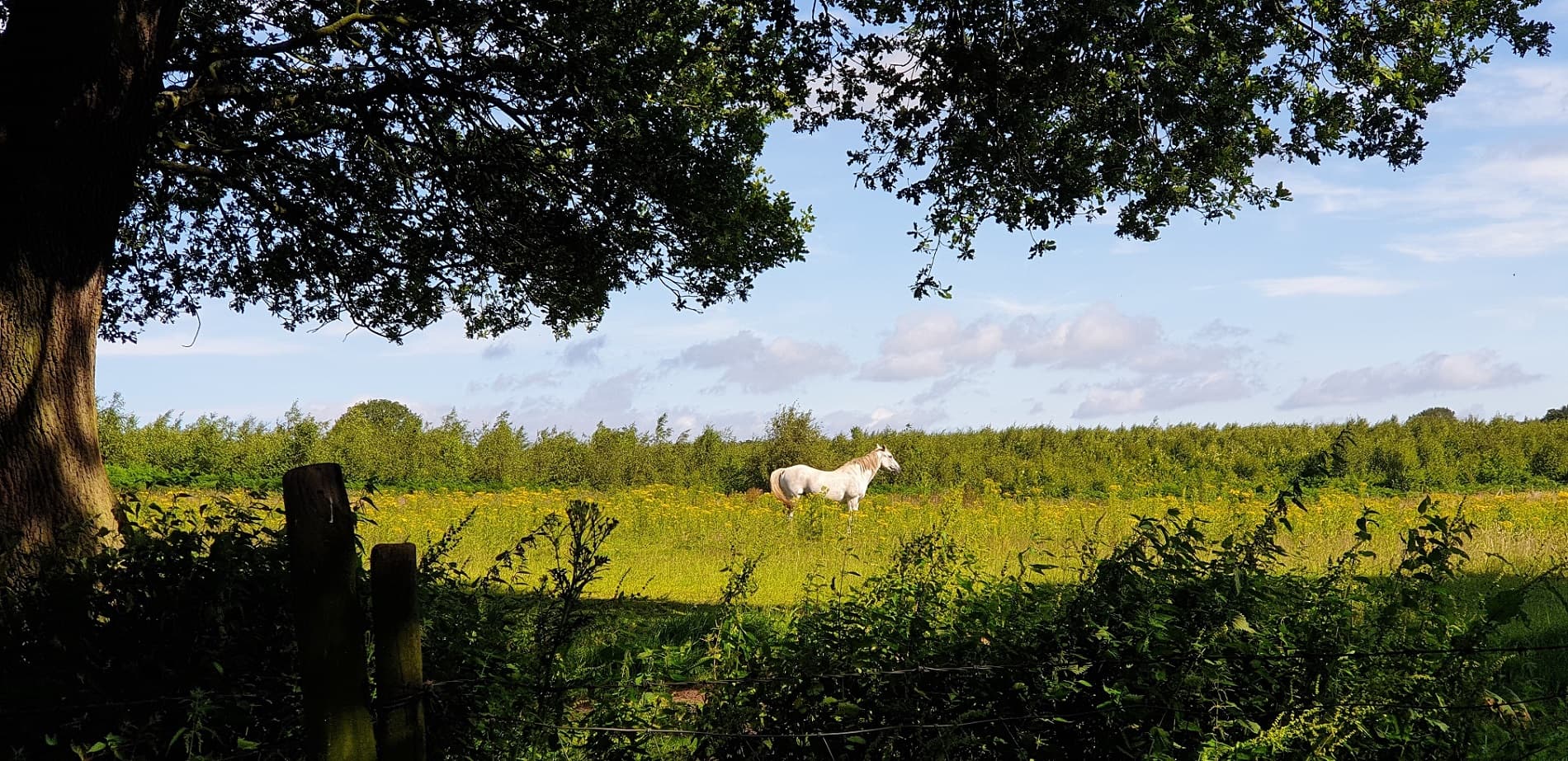 A horse grazing beneath an oak tree in a Cheshire meadow
