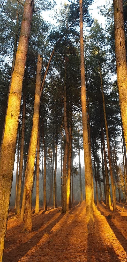 Golden evening light through a Cheshire pine forest
