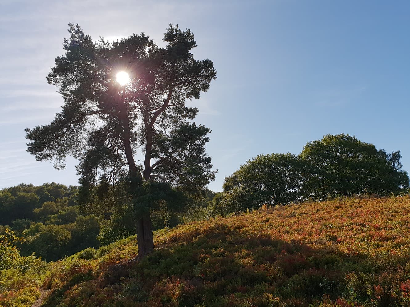 Sunlight breaking through a pine tree on Cheshire moorland