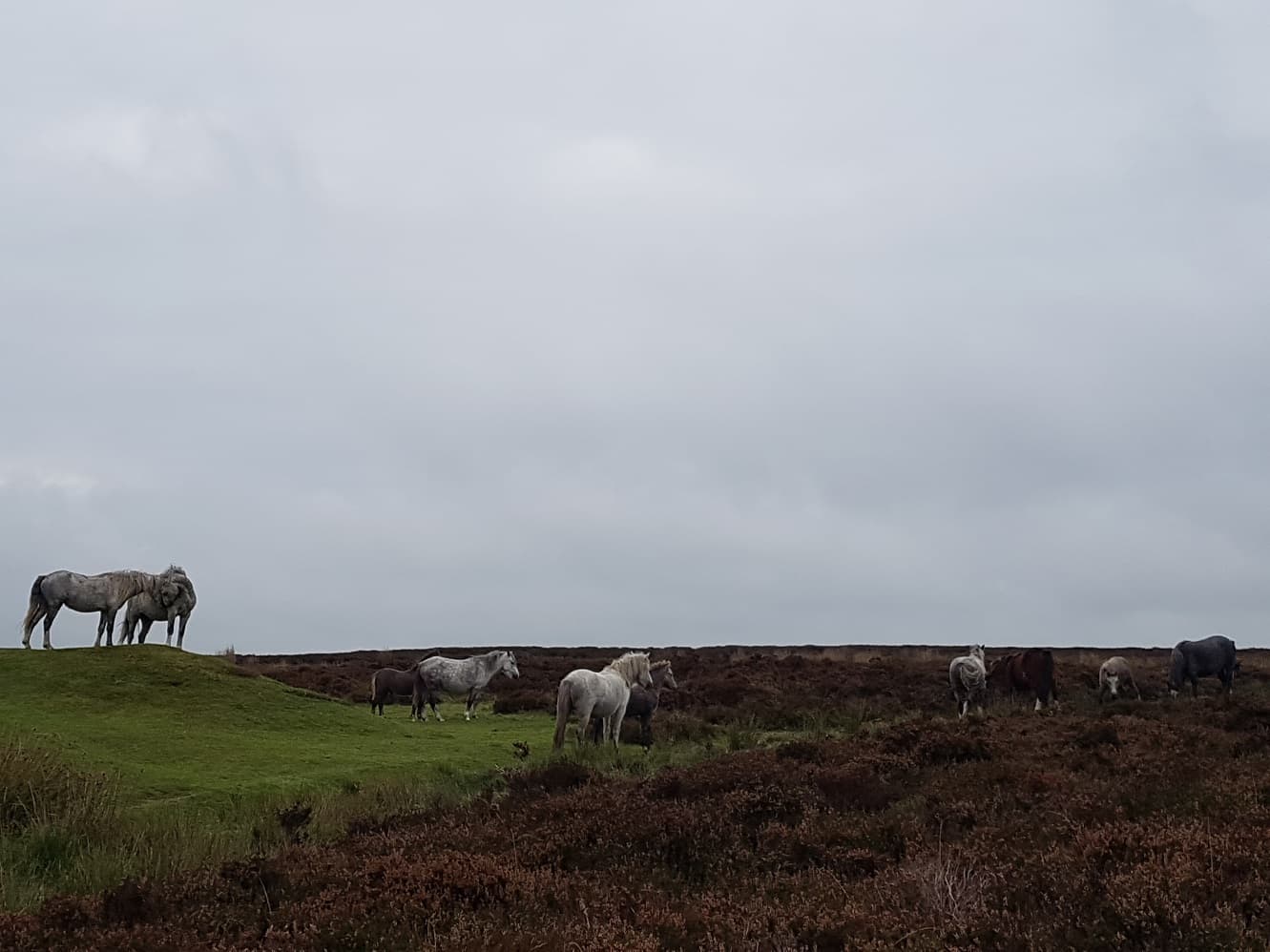 Wild ponies on Cheshire moorland